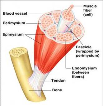 Muscular System - Anatomy & Physiology